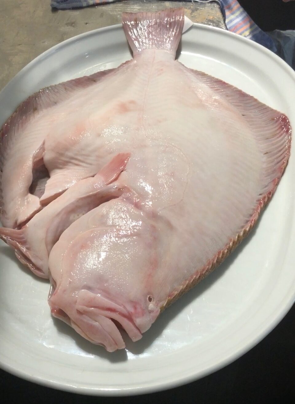 turbot