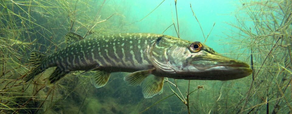 brochet