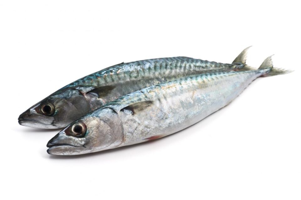 sardine