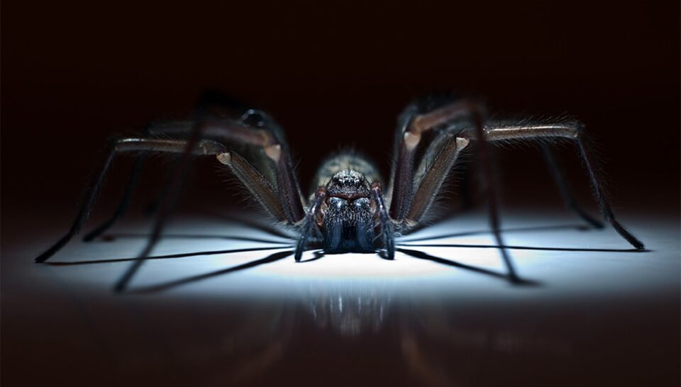 phobie des araignées