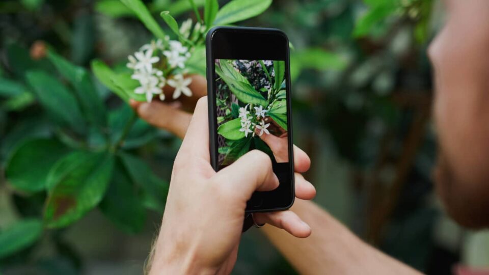 applications gratuites pour identifier les plantes