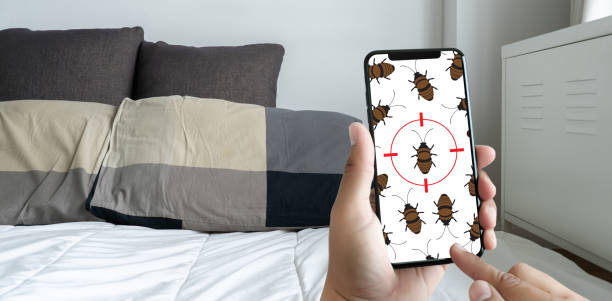 invasion de punaises de lit dans un logement en location